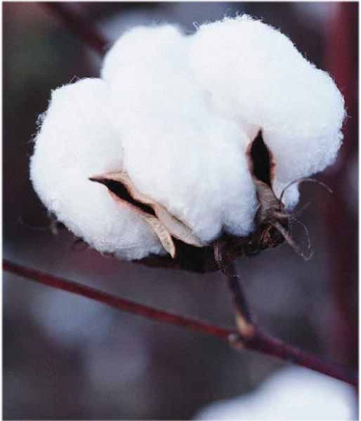 cotton